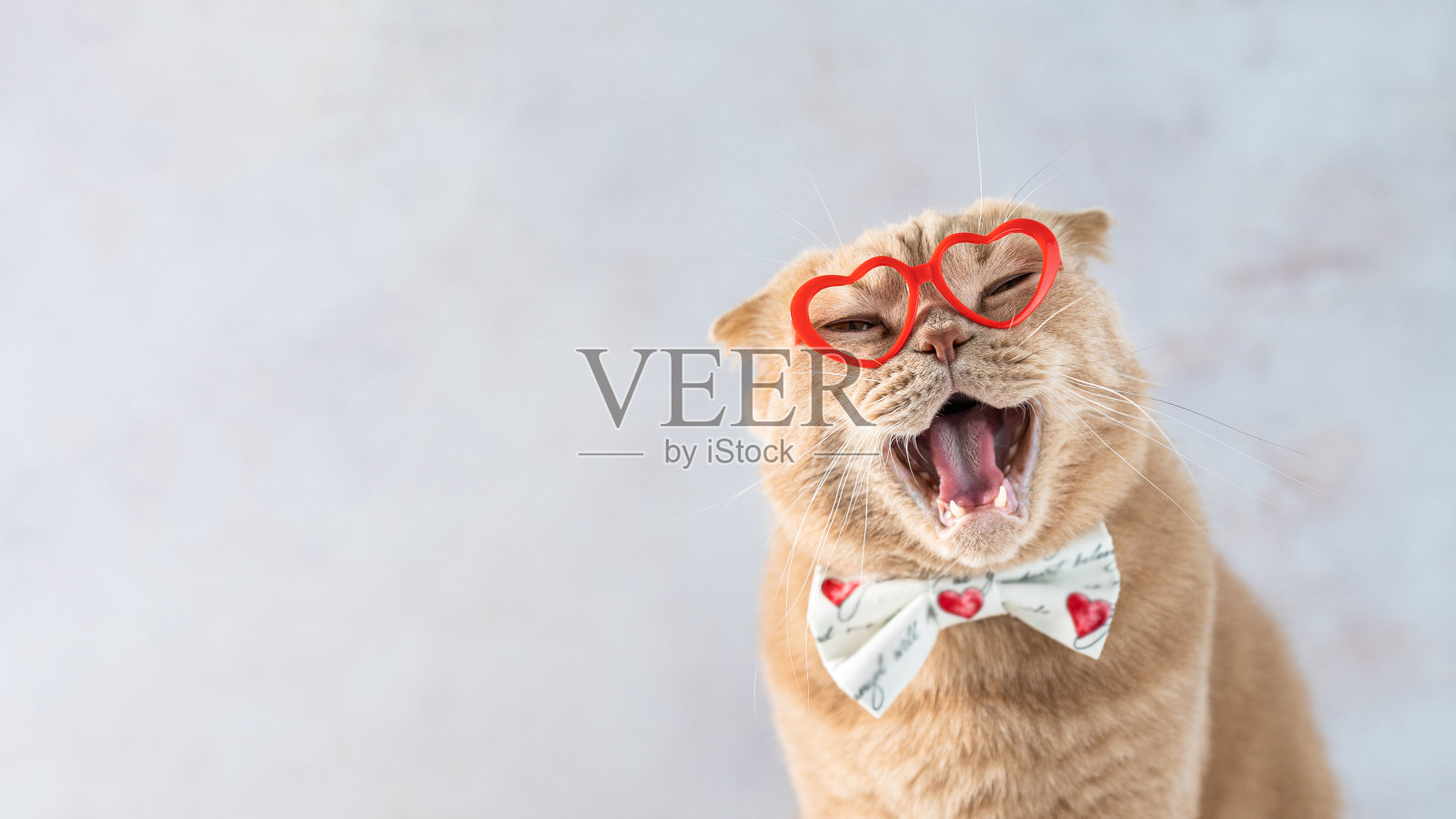 笑猫情人节横幅。有趣的微笑猫戴着红色心形眼镜和领结看着灰色背景的相机。副本的空间。情人节创意横幅、促销、促销照片摄影图片