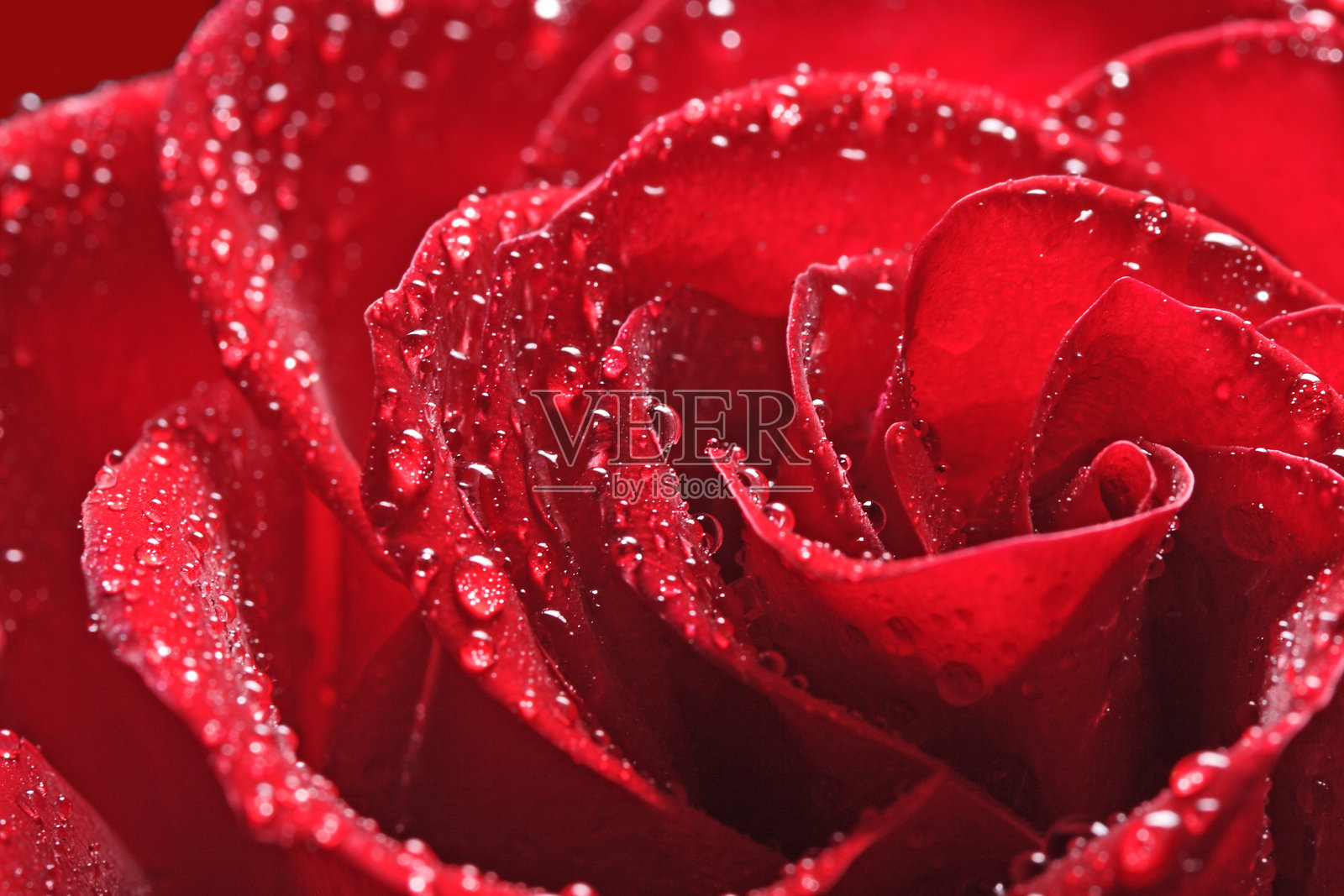 玫瑰花在红色的背景照片摄影图片