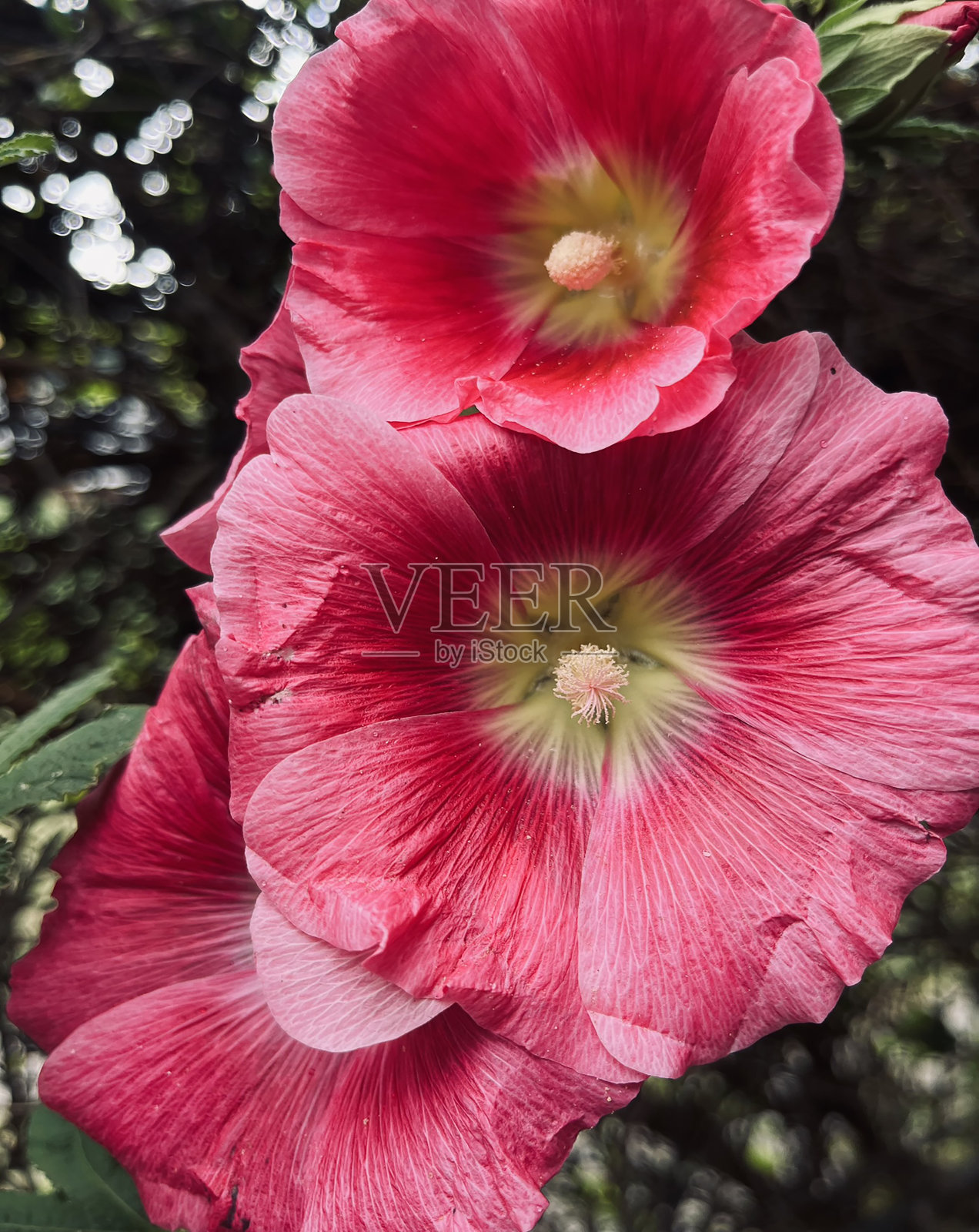 花照片摄影图片