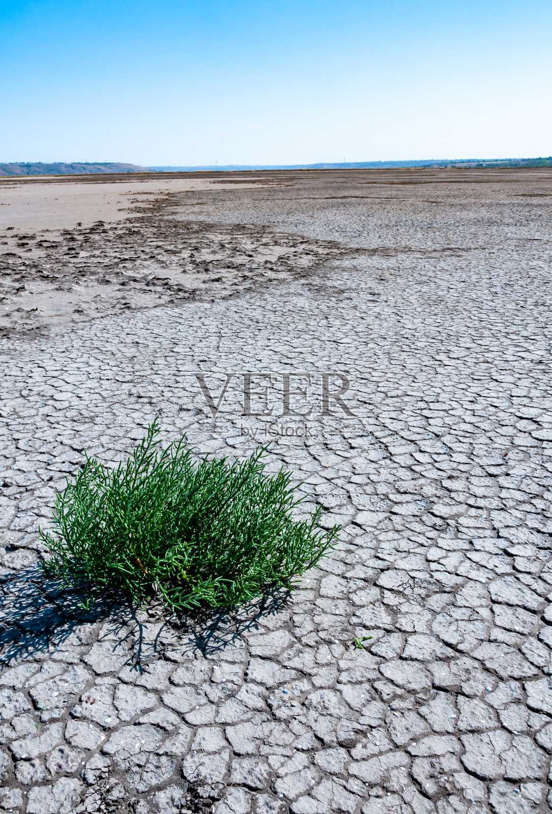 Ð普通玻璃草,玻璃草(Salicornia europaea),在干燥的咸水河口底部的开裂土地上的耐盐植物照片摄影图片