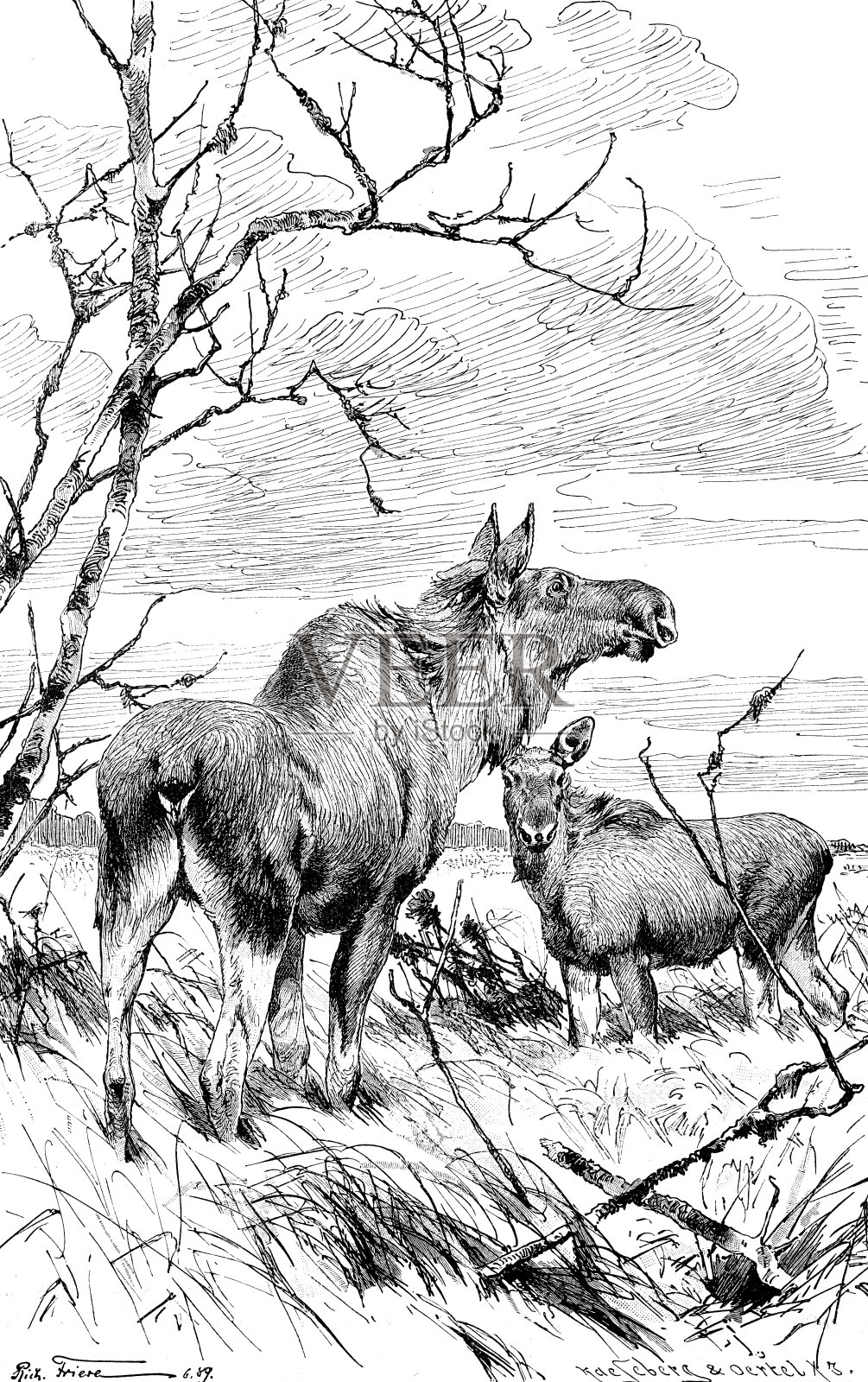 草地上的雌麋鹿插画图片素材