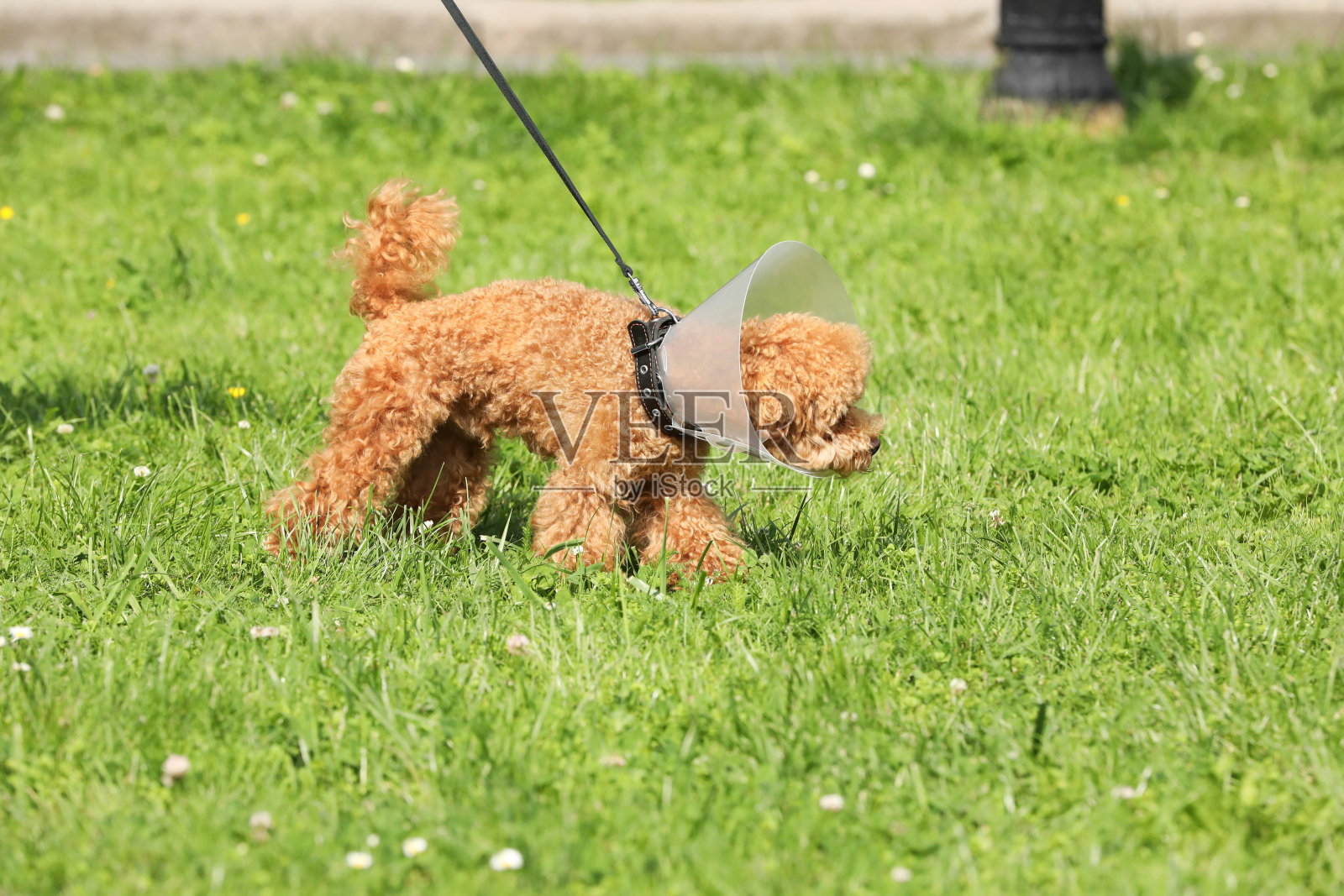 可爱的小狗,戴着伊丽莎白时代的项圈,在户外的绿草地上照片摄影图片