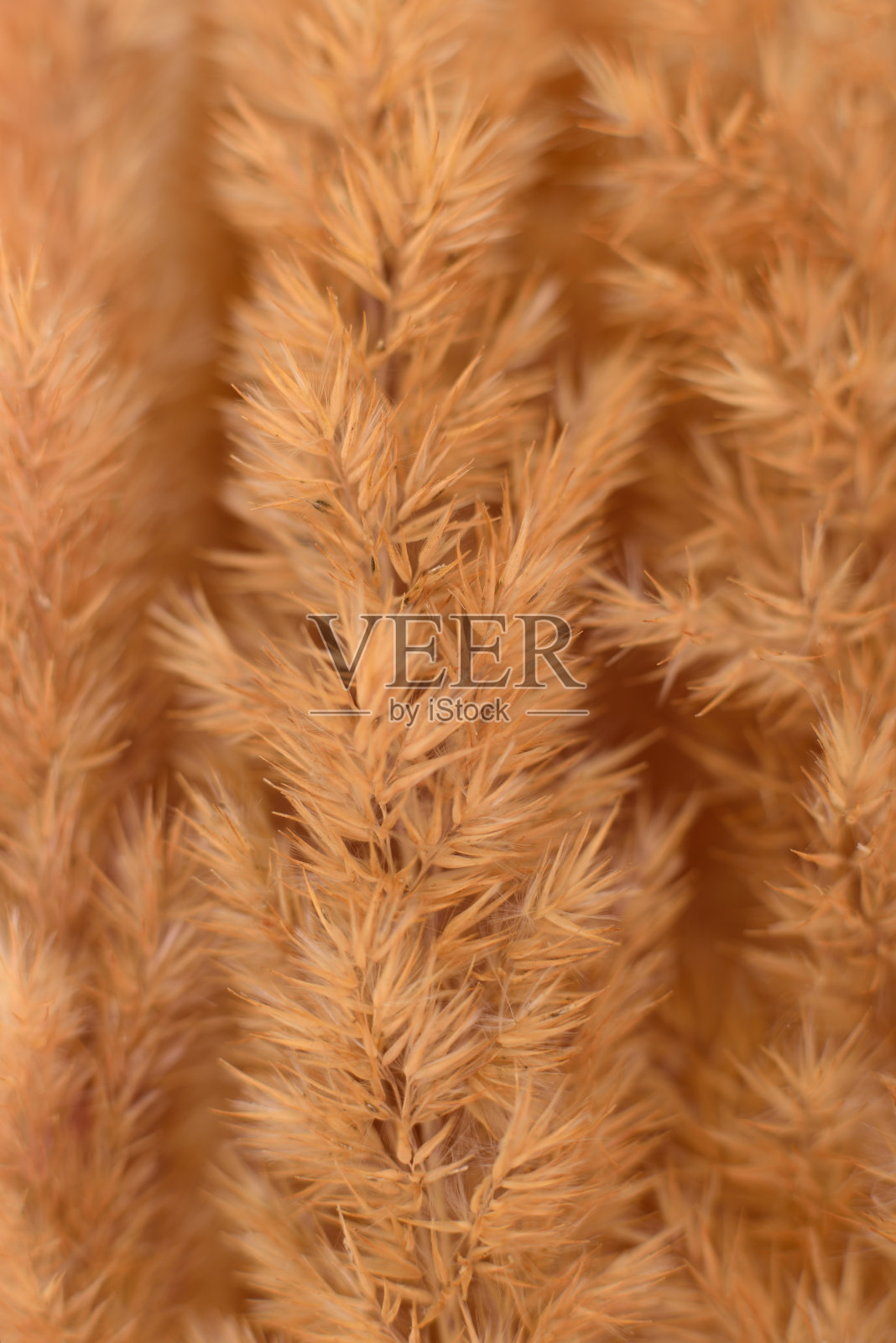 干燥蓬松的草丛。照片摄影图片