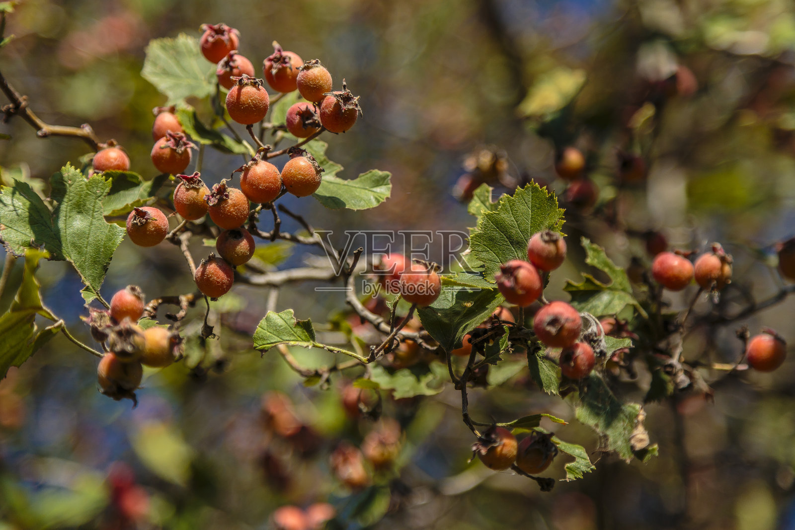 帕特森的花园照片摄影图片