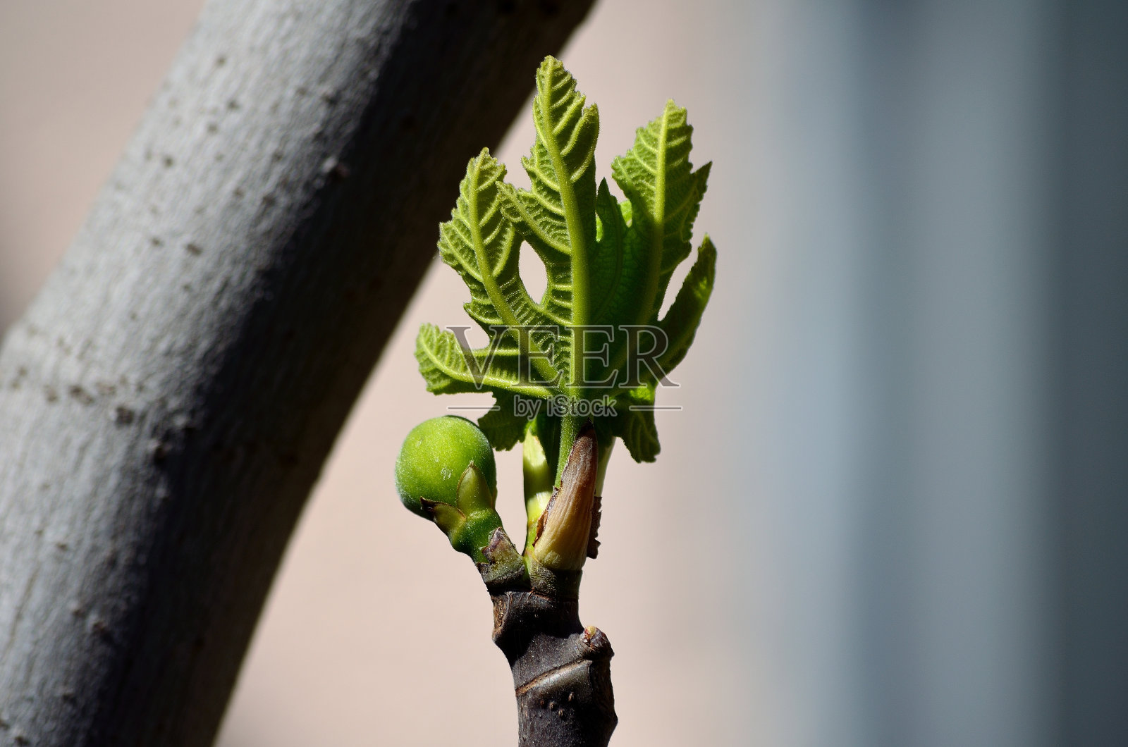 无花果树枝上长着无花果照片摄影图片