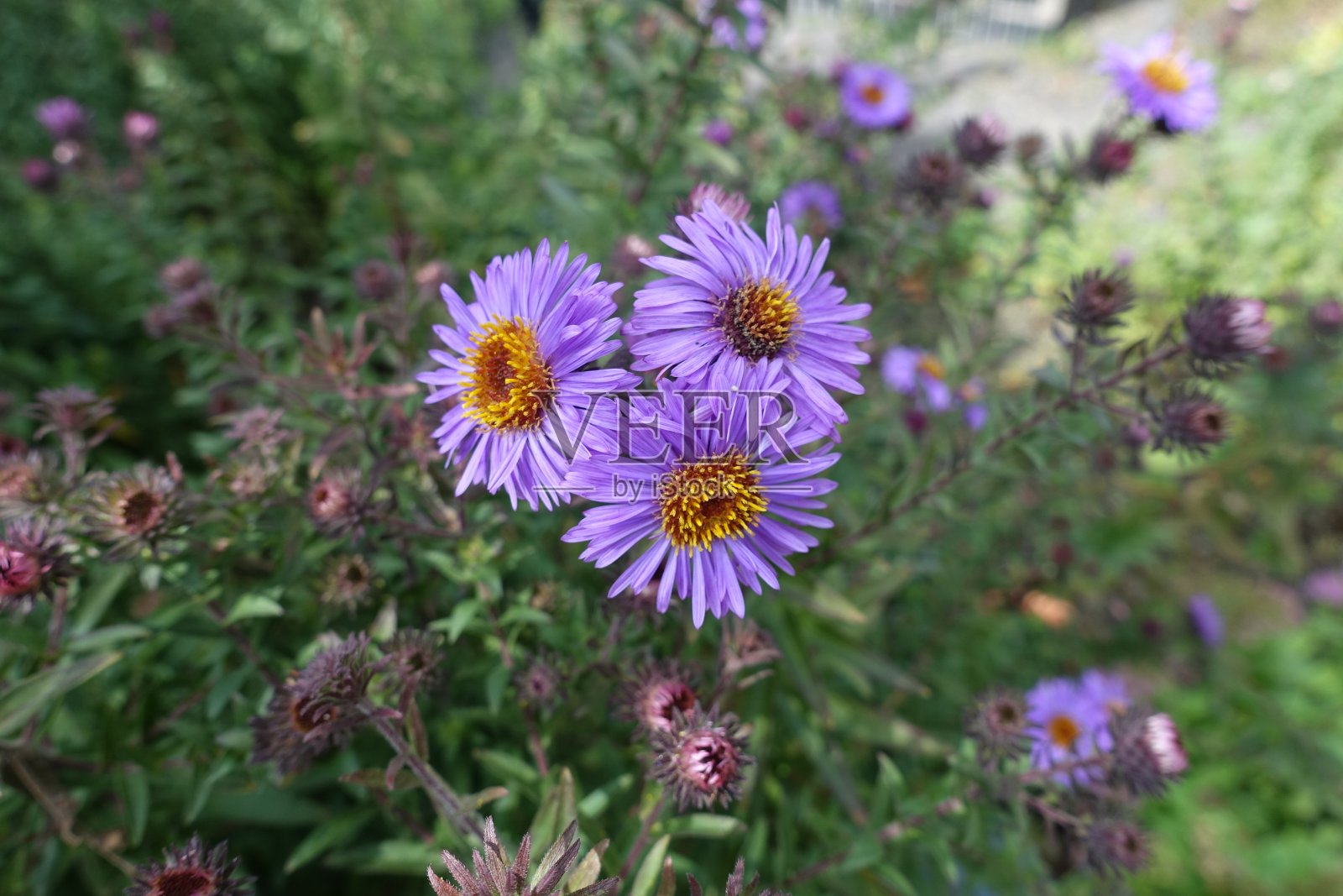 九月,一束三朵紫色的新英格兰紫菀花照片摄影图片