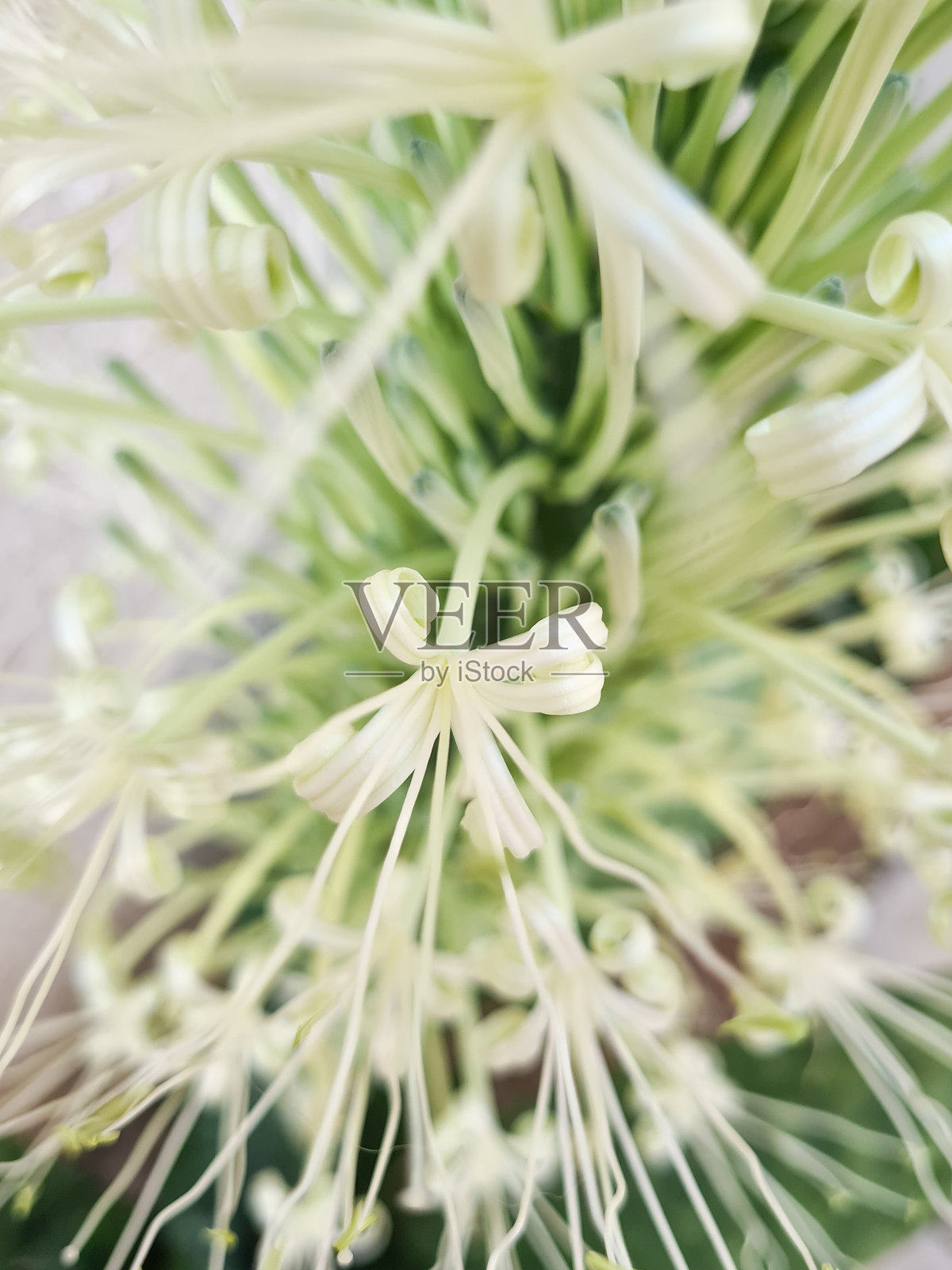 花照片摄影图片