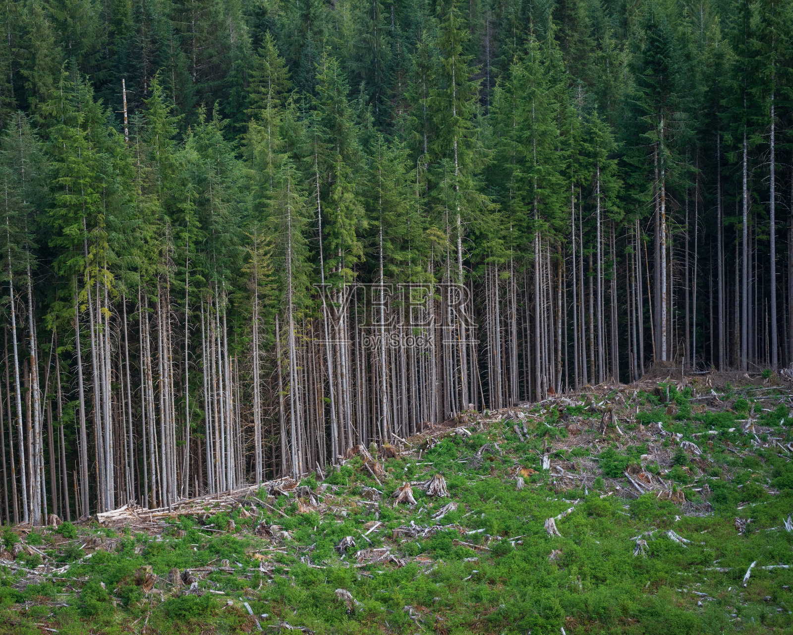 温哥华岛森林砍伐照片摄影图片
