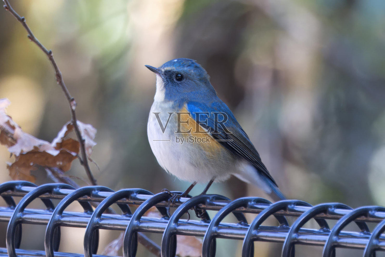 围栏上的雄性红腹蓝尾蝶。照片摄影图片