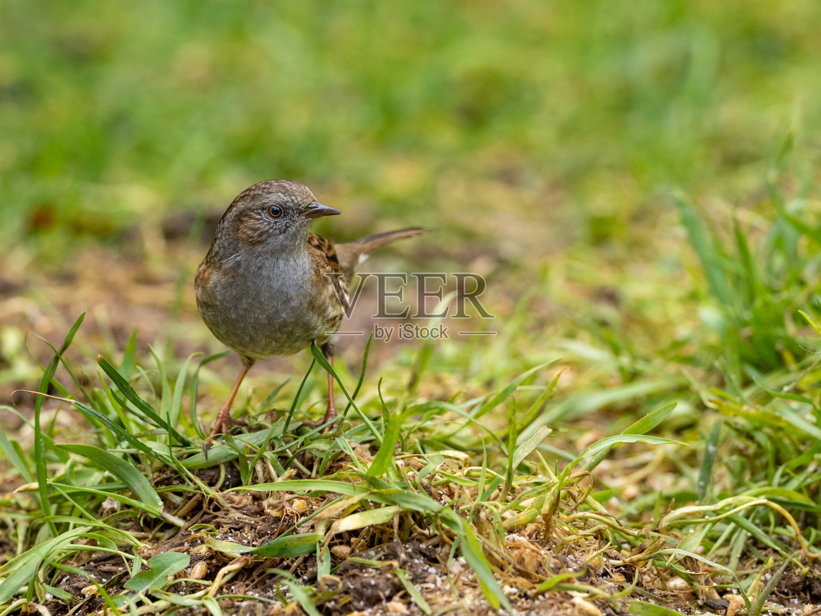 一个篱雀照片摄影图片
