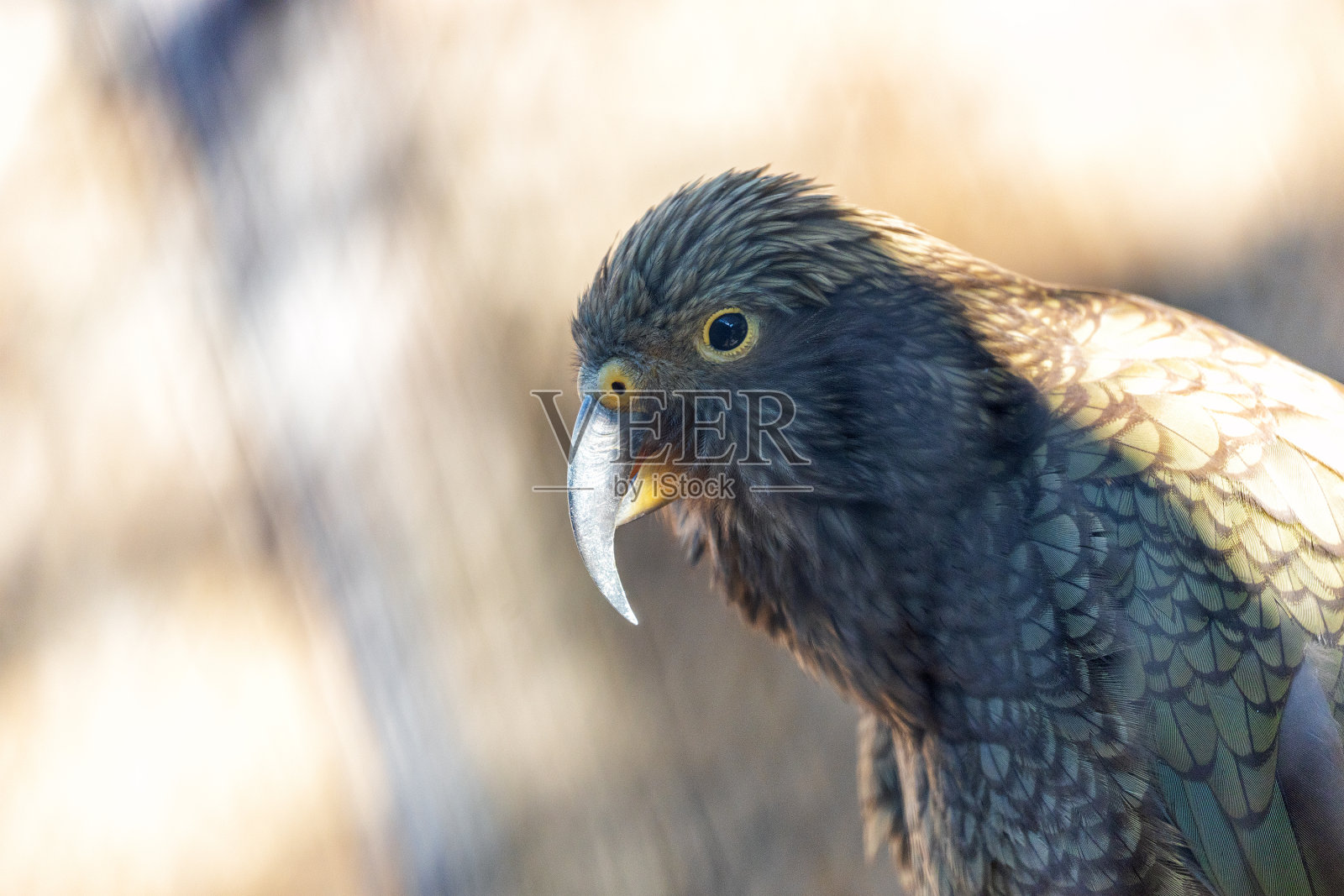 秘鲁的树栖梦想家——Linne的两趾树懒(学名:Choloepus didactylus)照片摄影图片