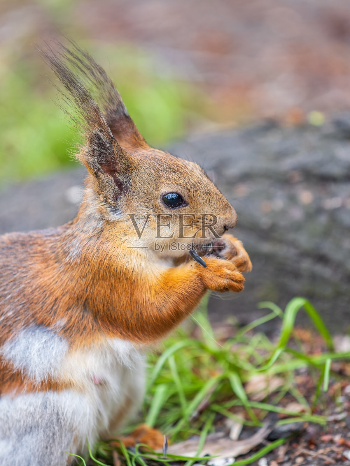 松鼠的特写肖像。松鼠坐在绿草地上吃坚果。照片摄影图片