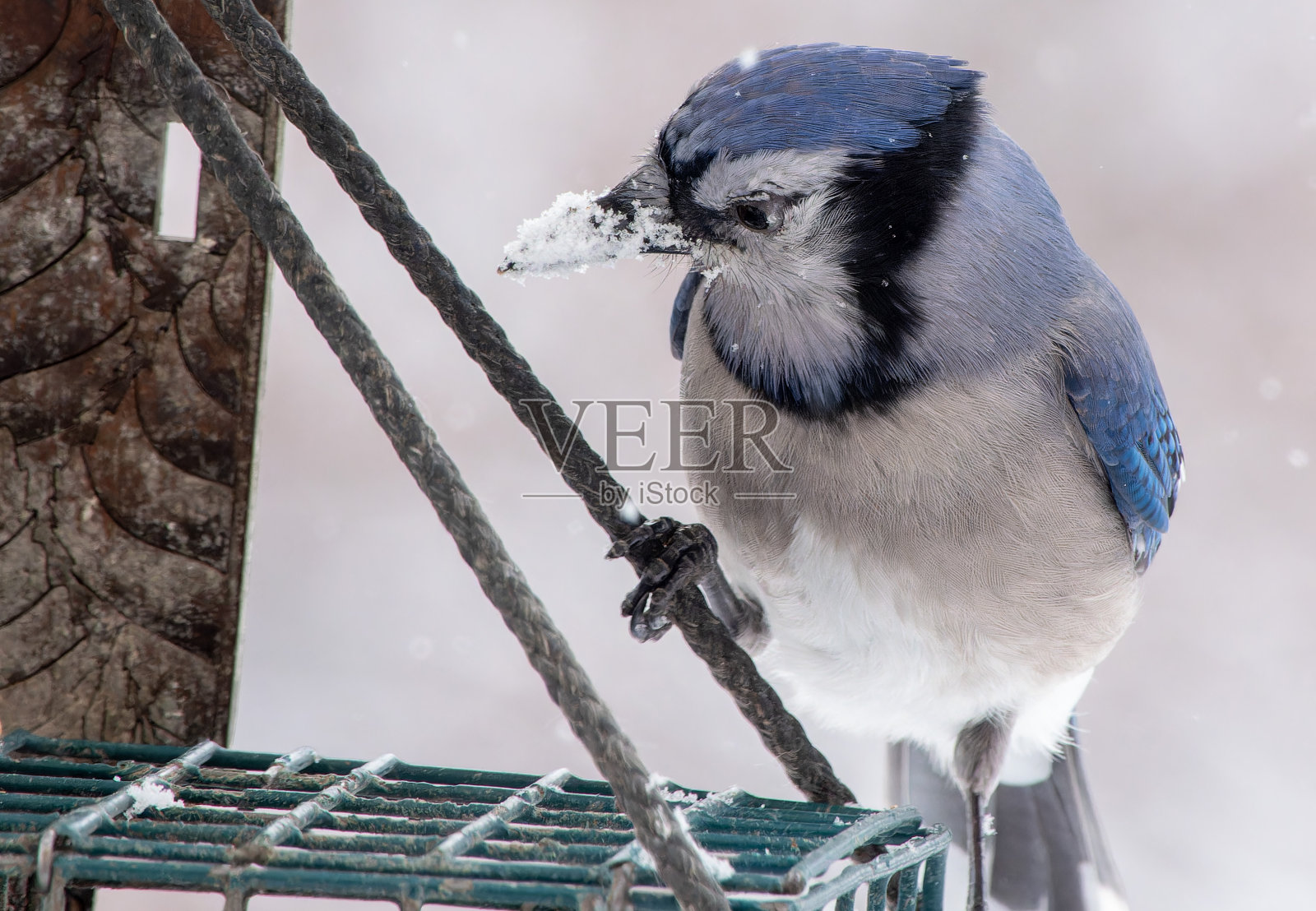 一只冠蓝鸦在雪地里照片摄影图片