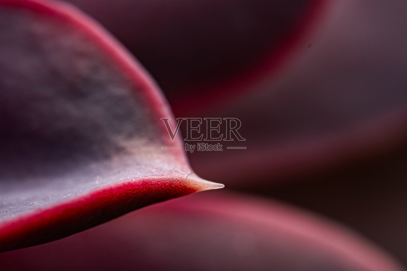 彩虹花。特写微距照片。充满活力的紫色和粉红色的自然色调。沙漠植物,理想的室内植物照片摄影图片