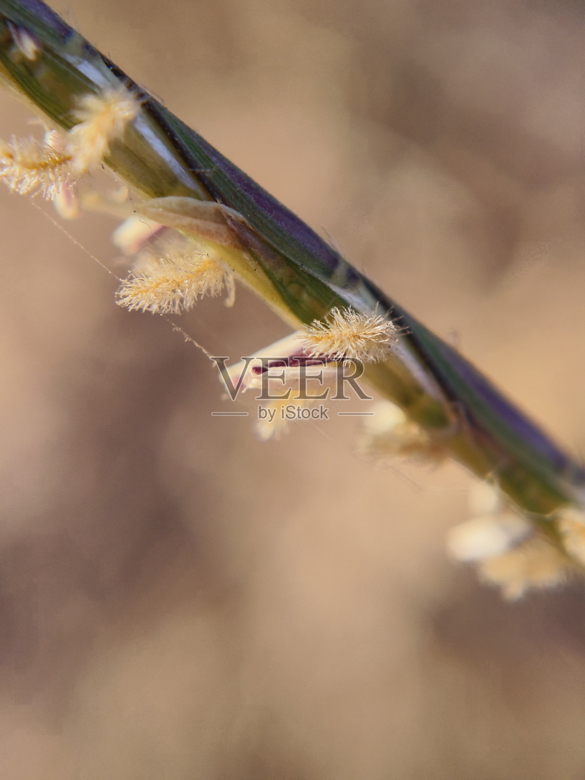 草花的微距图像照片摄影图片
