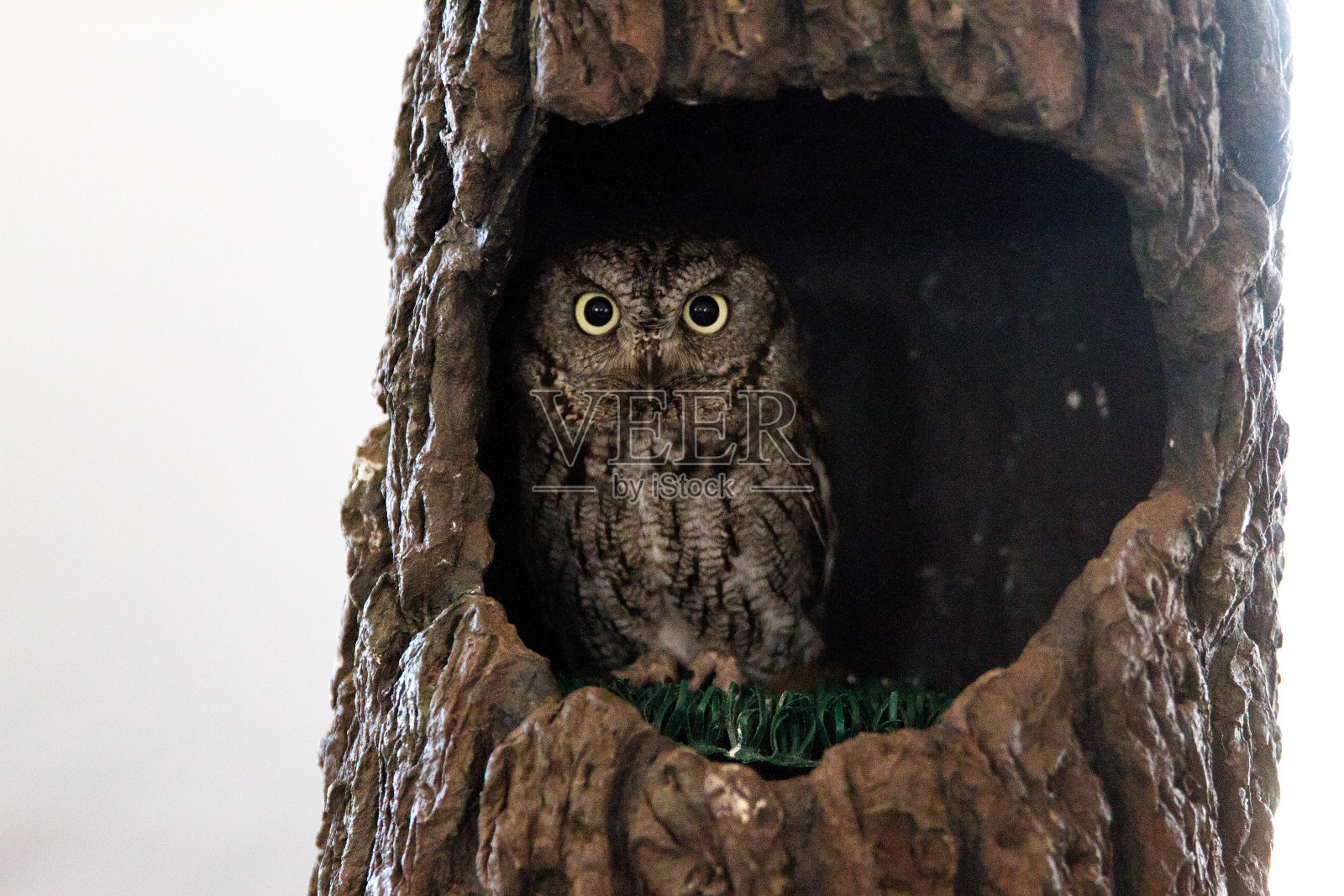 隐藏的猫头鹰照片摄影图片