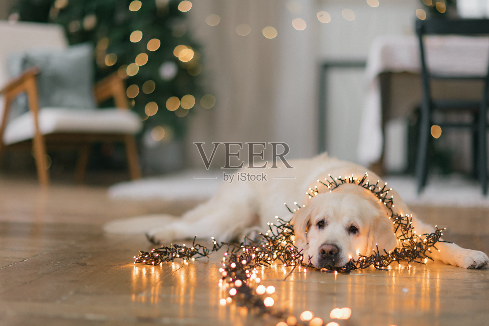 一只金毛猎犬在乡村别墅里过圣诞节,背景是一棵圣诞树,上面挂满了玩具和彩灯照片摄影图片