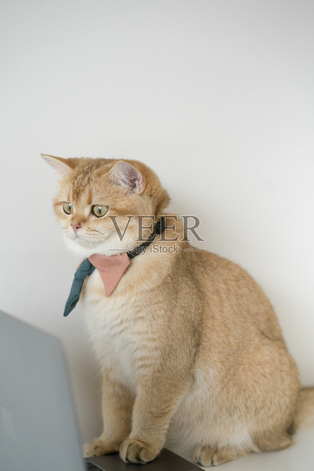 经营理念与金色的英国猫服装,领带和使用笔记本电脑照片摄影图片