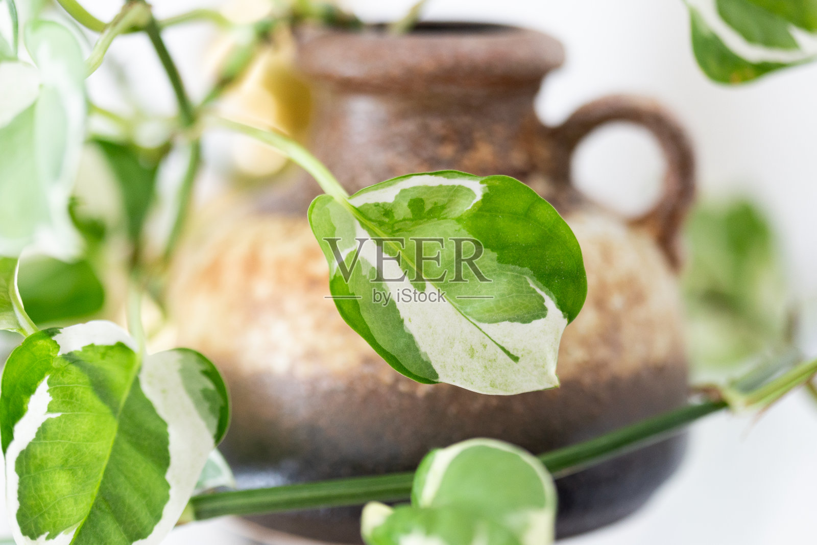 Epipremnum Pinnatum照片摄影图片