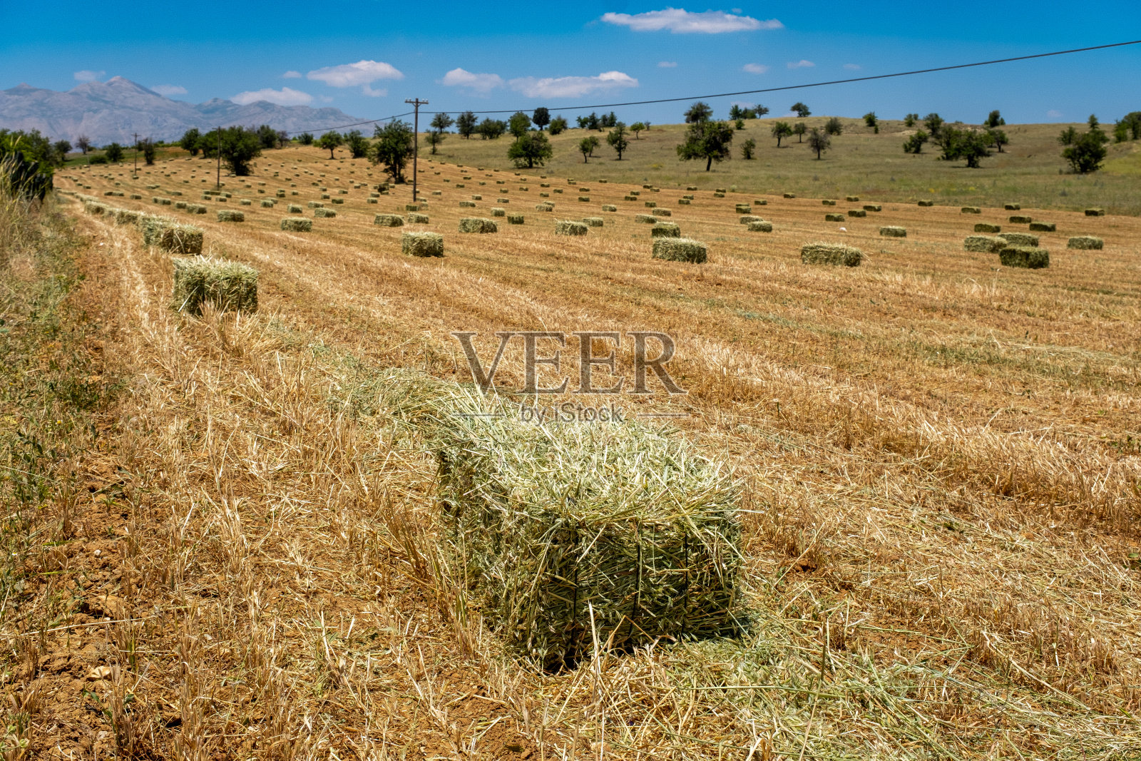 在农村收割干草,许多干草在田野里捆成一捆照片摄影图片