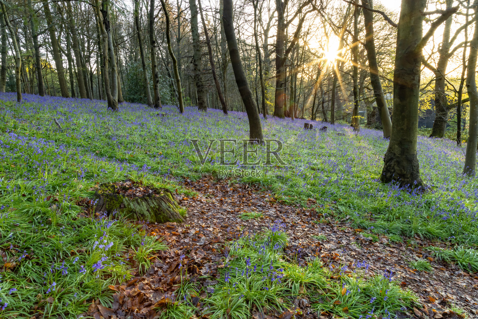 英格兰萨里郡Chantry Wood的日出照片摄影图片