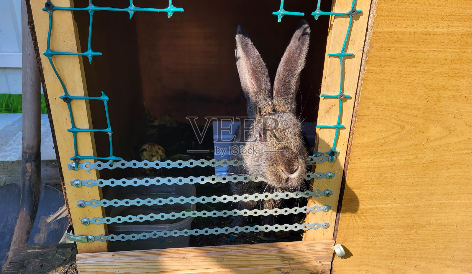 一只灰色的宠物兔咬穿了笼子的网眼。照片摄影图片