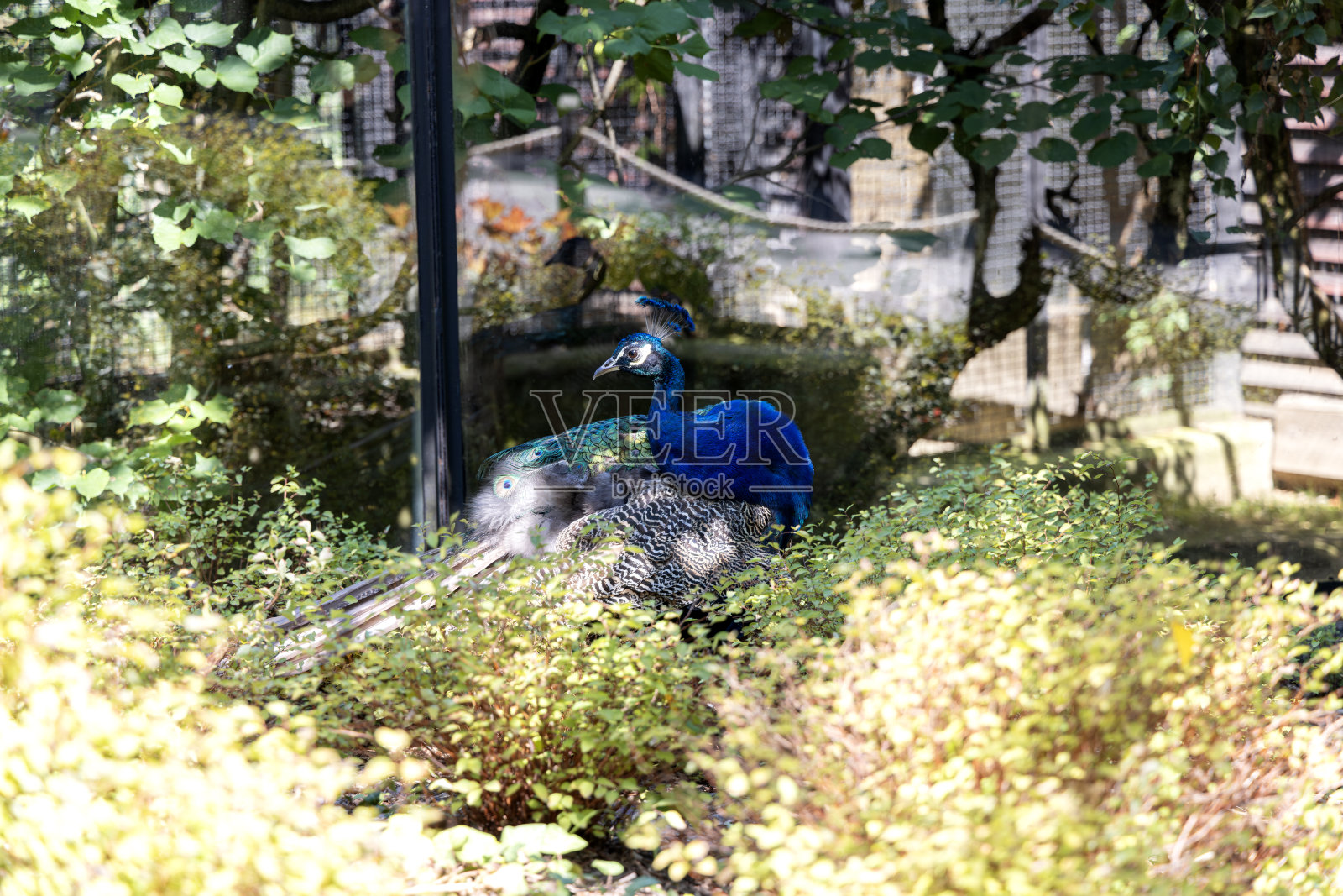 在捷克共和国布拉格动物园拍摄的照片照片摄影图片