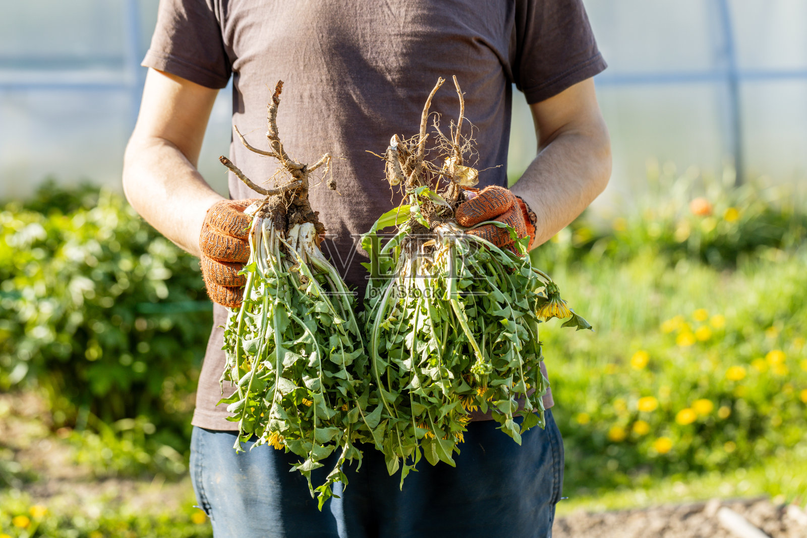 园丁手拿杂草束,蒲公英植物与大根系。照片摄影图片