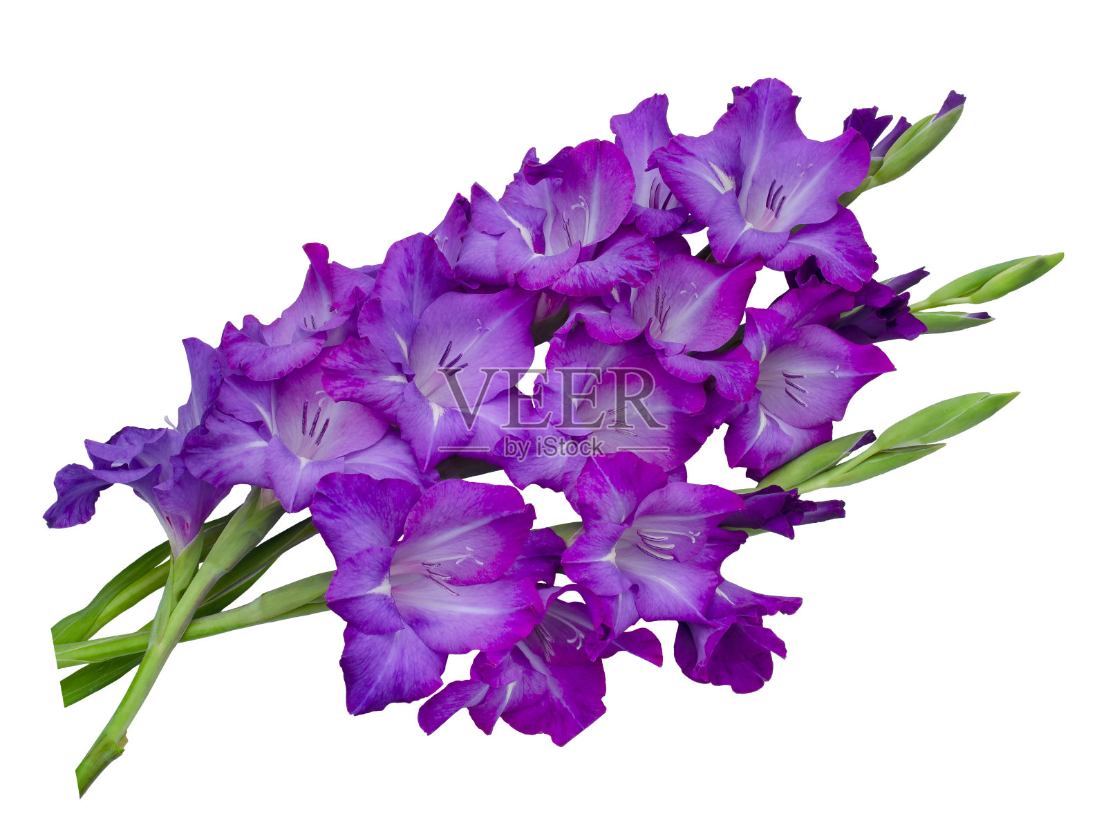 蓝色的剑兰在白色的背景上照片摄影图片