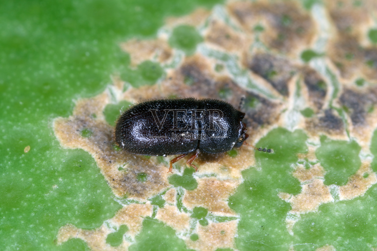 在毛里求斯岛的支架真菌中发现的微小刺蚊科甲虫。照片摄影图片