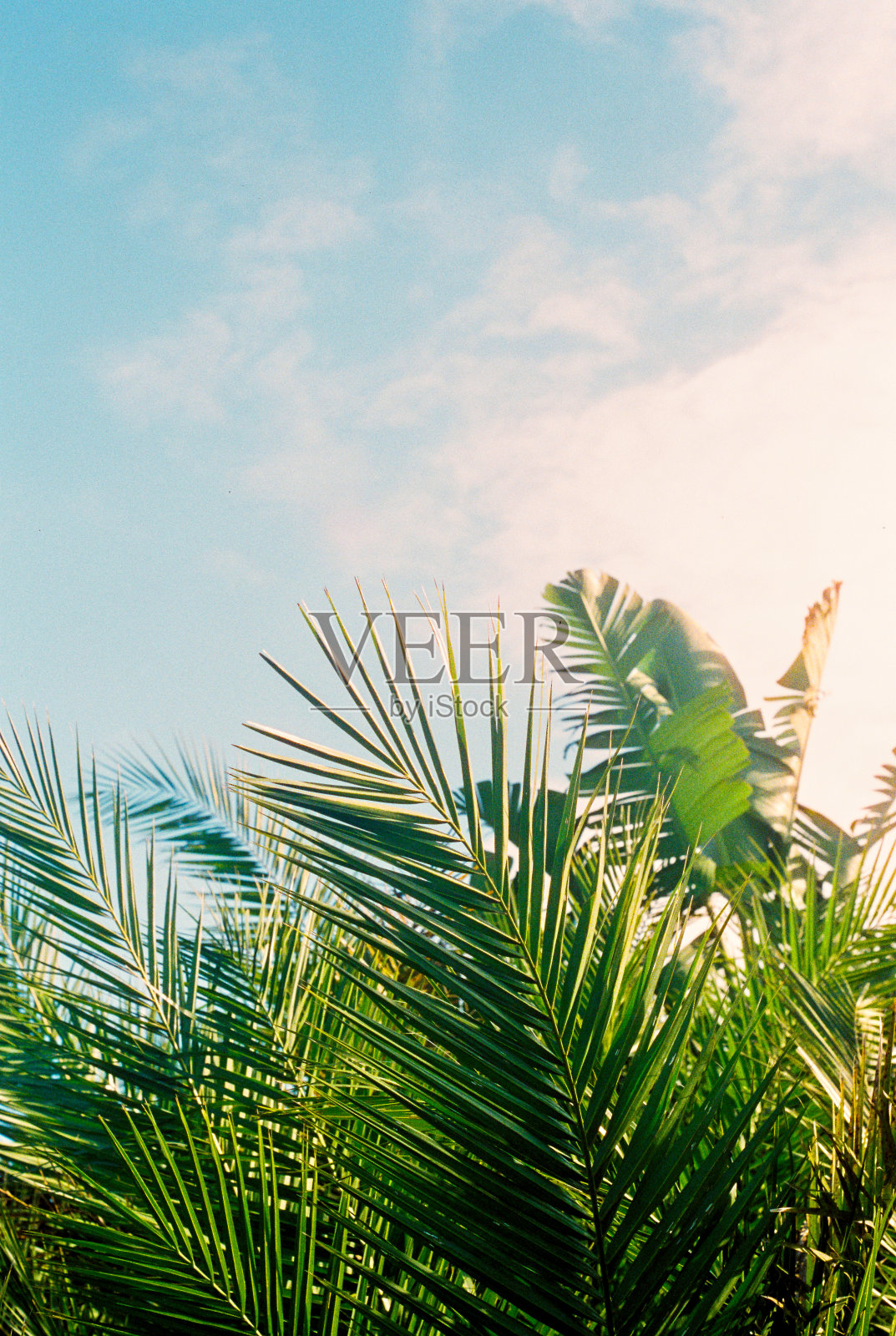 蔚蓝的天空前,棕榈树在阳光下闪闪发光照片摄影图片