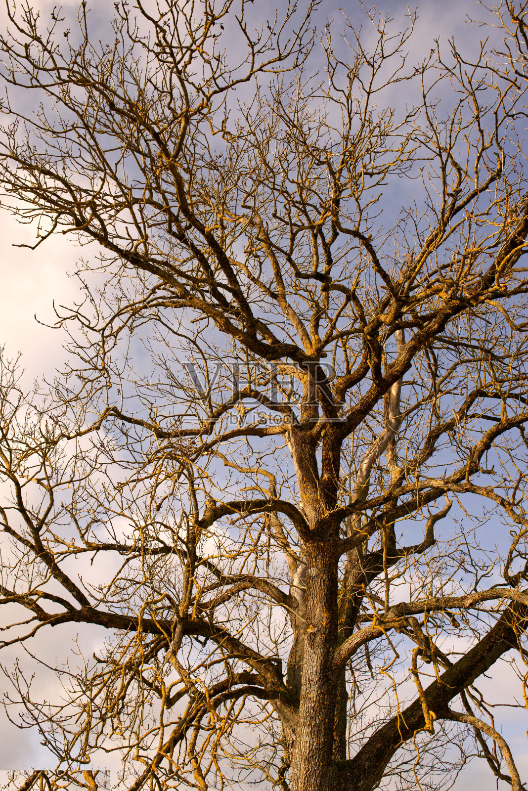 Pflanzen im klimawandel照片摄影图片
