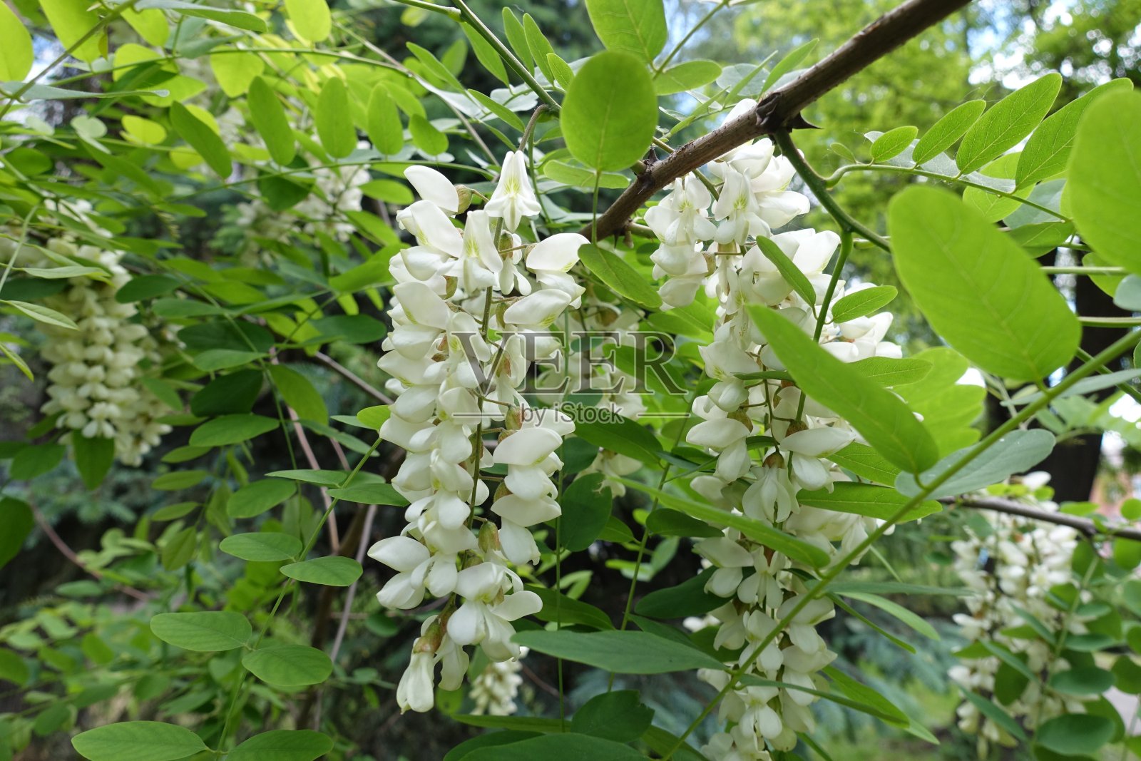 五月,刺槐叶上的白花照片摄影图片