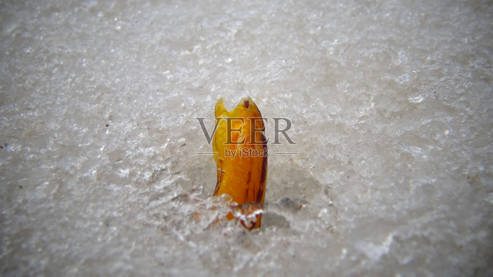 番红花,春花从雪中萌芽照片摄影图片