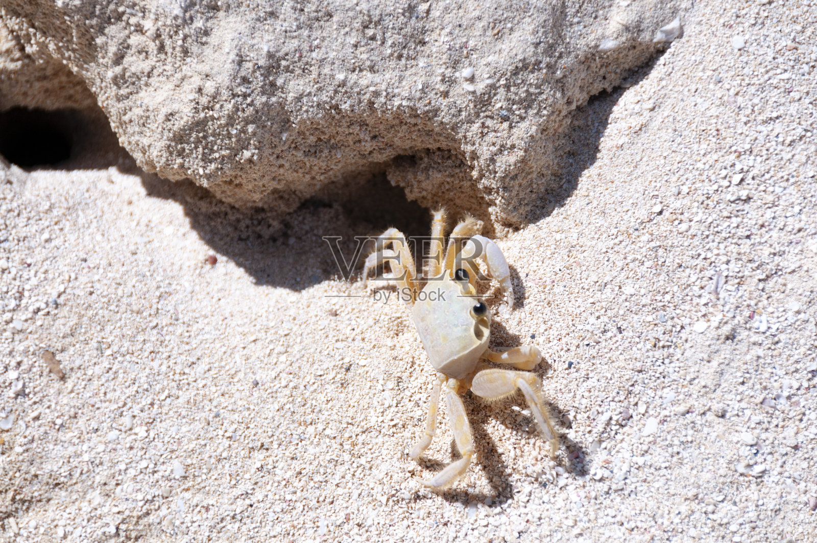 牙买加蟹照片摄影图片