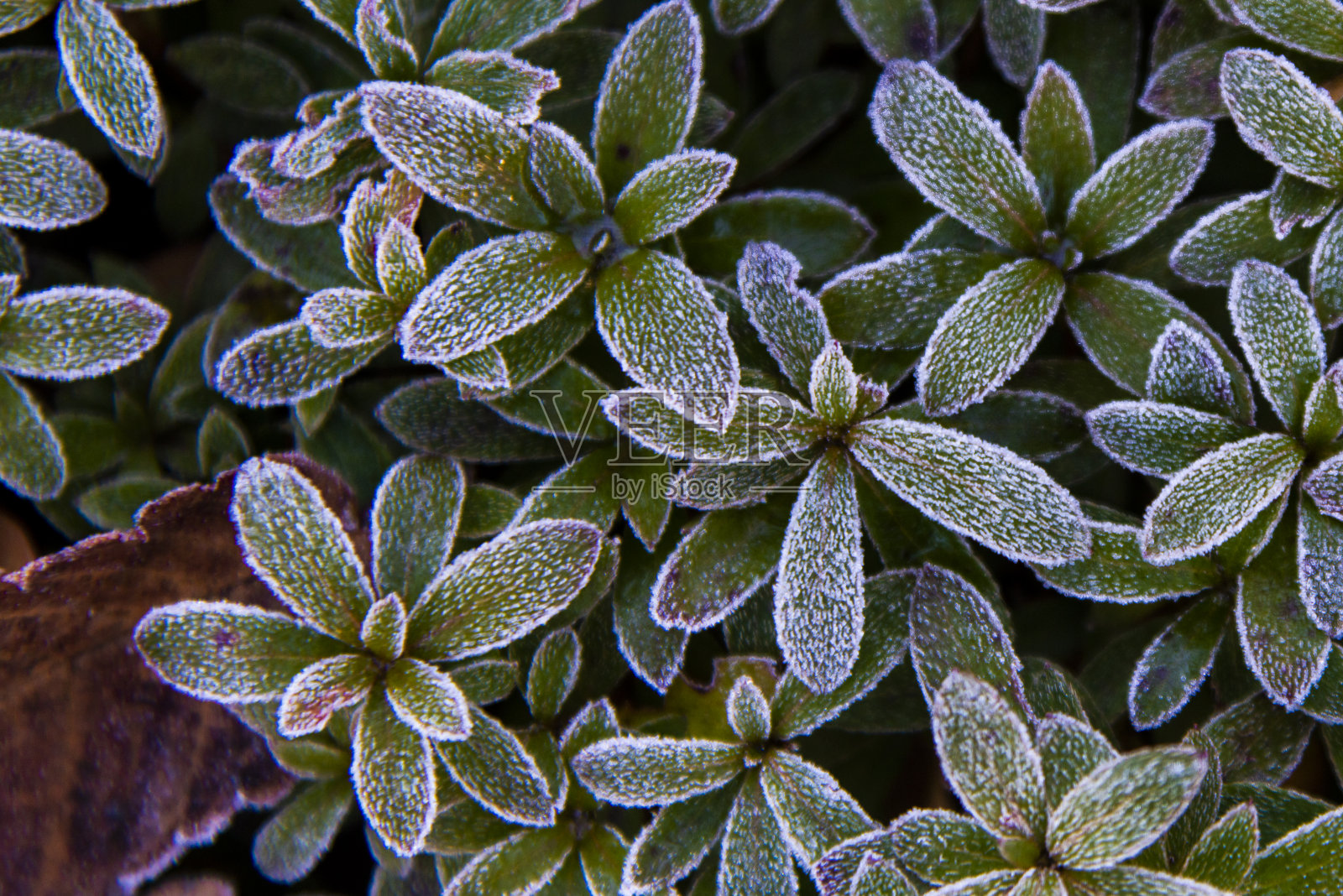树上结霜照片摄影图片