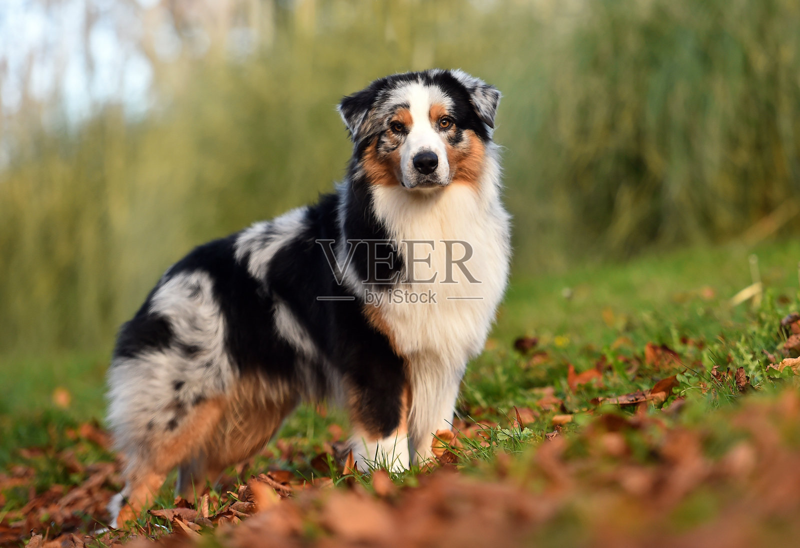 澳大利亚牧羊犬照片摄影图片