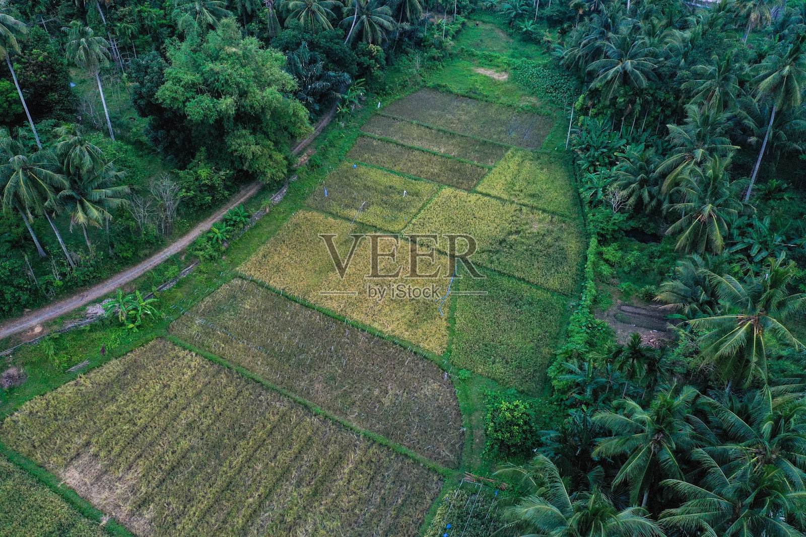 稻田照片摄影图片