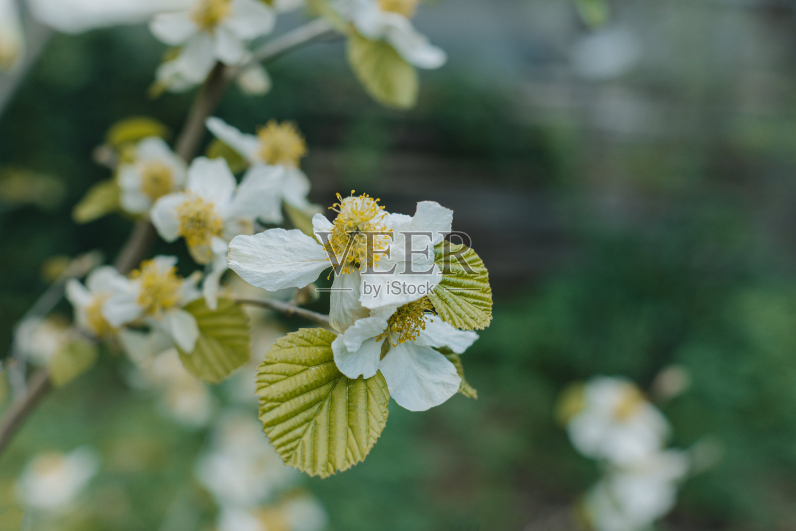 美丽的白花在春天的花园里。照片摄影图片