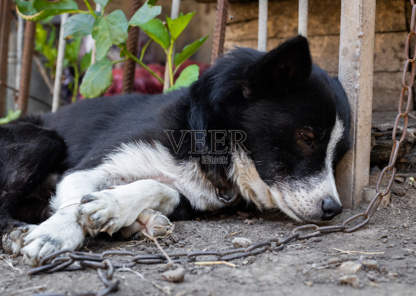 一只悲伤的狗被拴在链子上睡着了。照片摄影图片