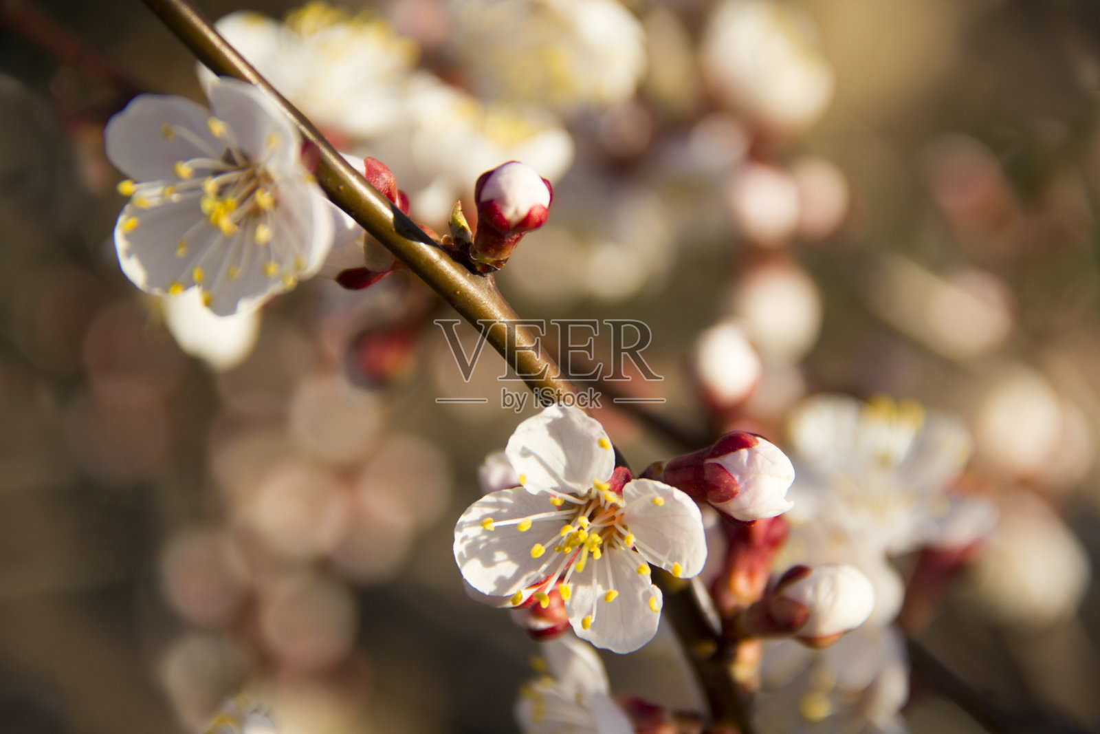 果树开花树枝特写。照片摄影图片