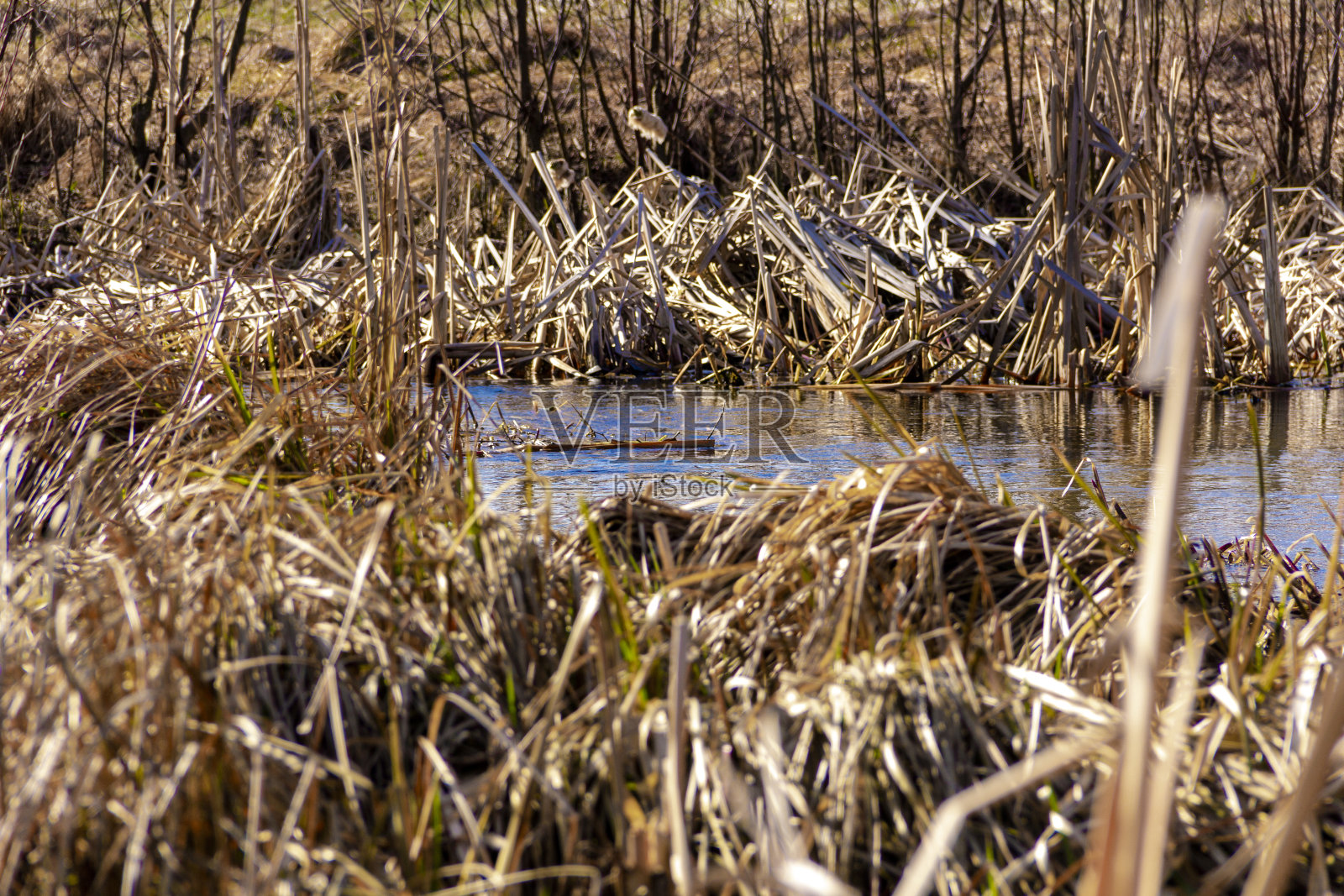 碧蓝的春河,美丽的田园风光自然公园照片摄影图片