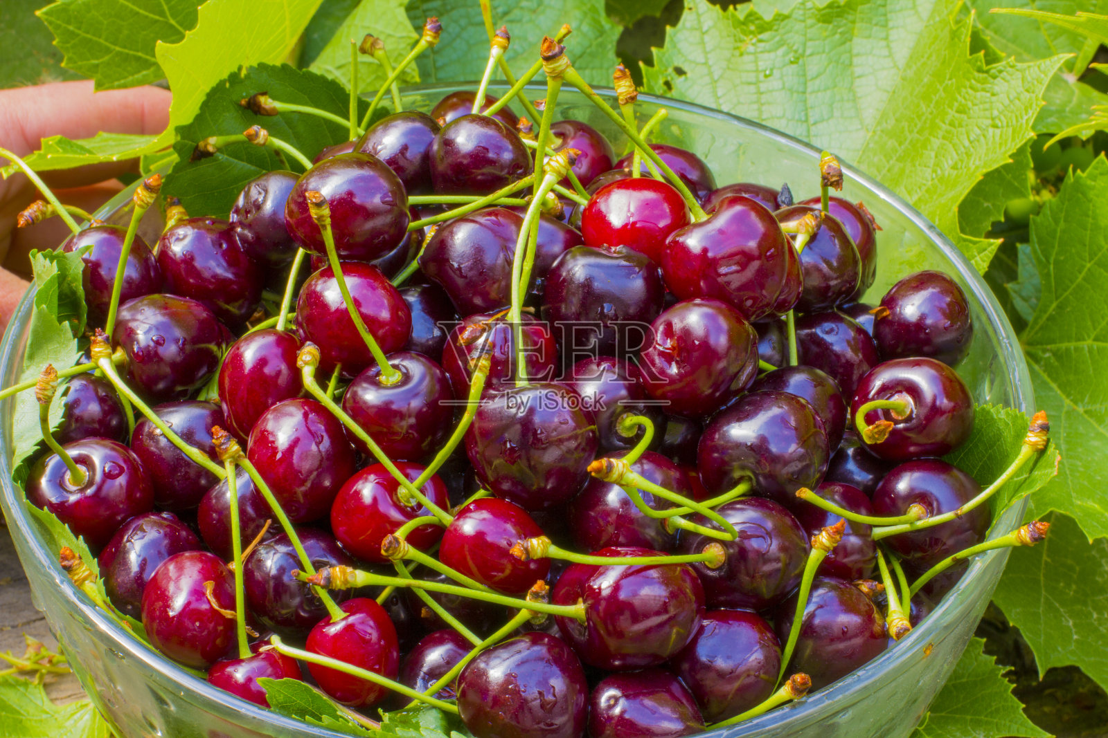 成熟芳香的樱桃,深紫色的樱桃在一个大玻璃碗里,夏日的背景是葡萄的叶子。芳香的浆果。有机食品。照片摄影图片