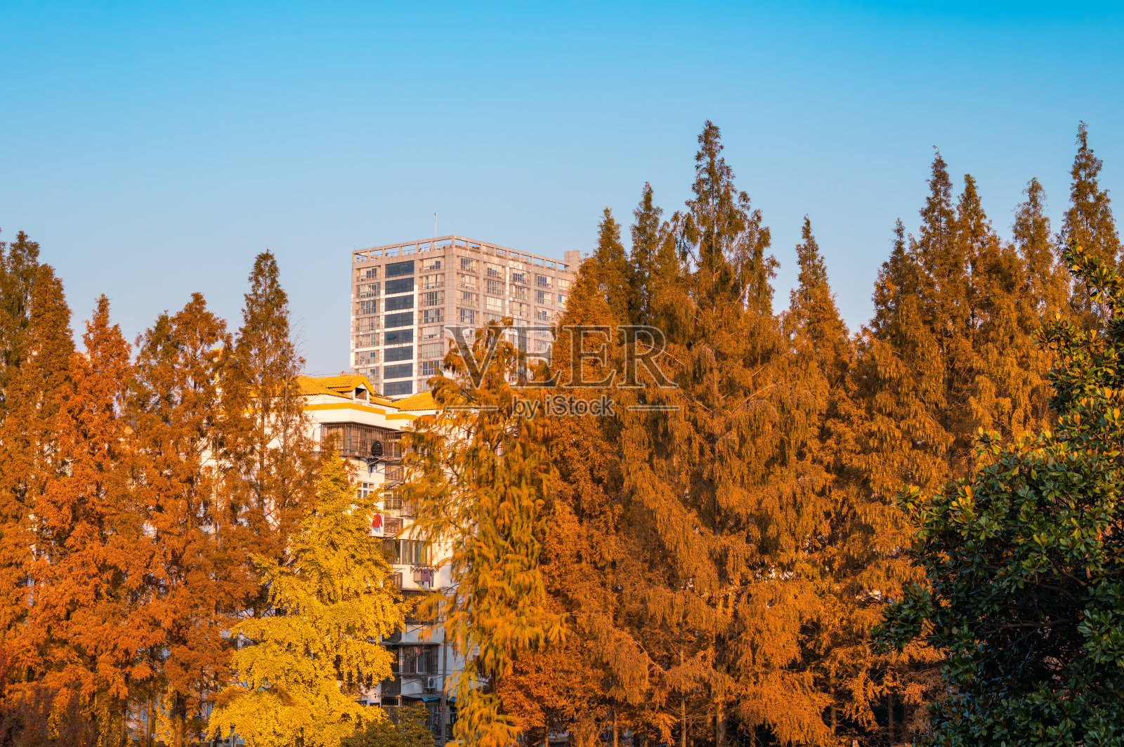 中国南京秋天的城市森林风光照片摄影图片