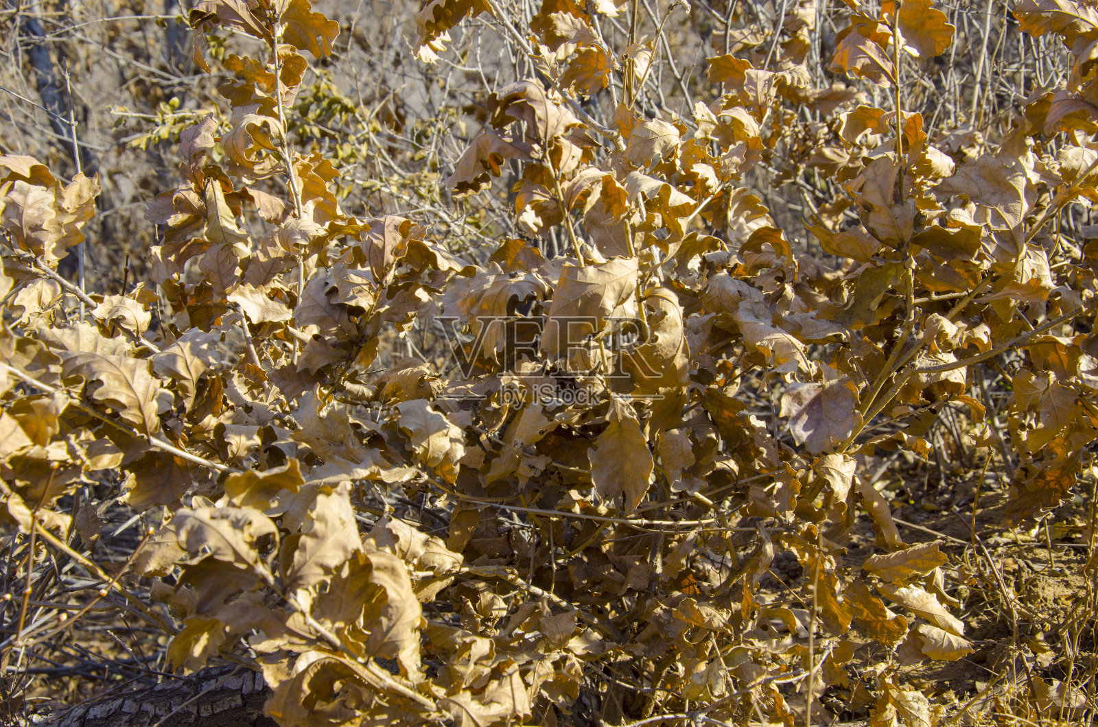 树上枯黄的秋叶照片摄影图片