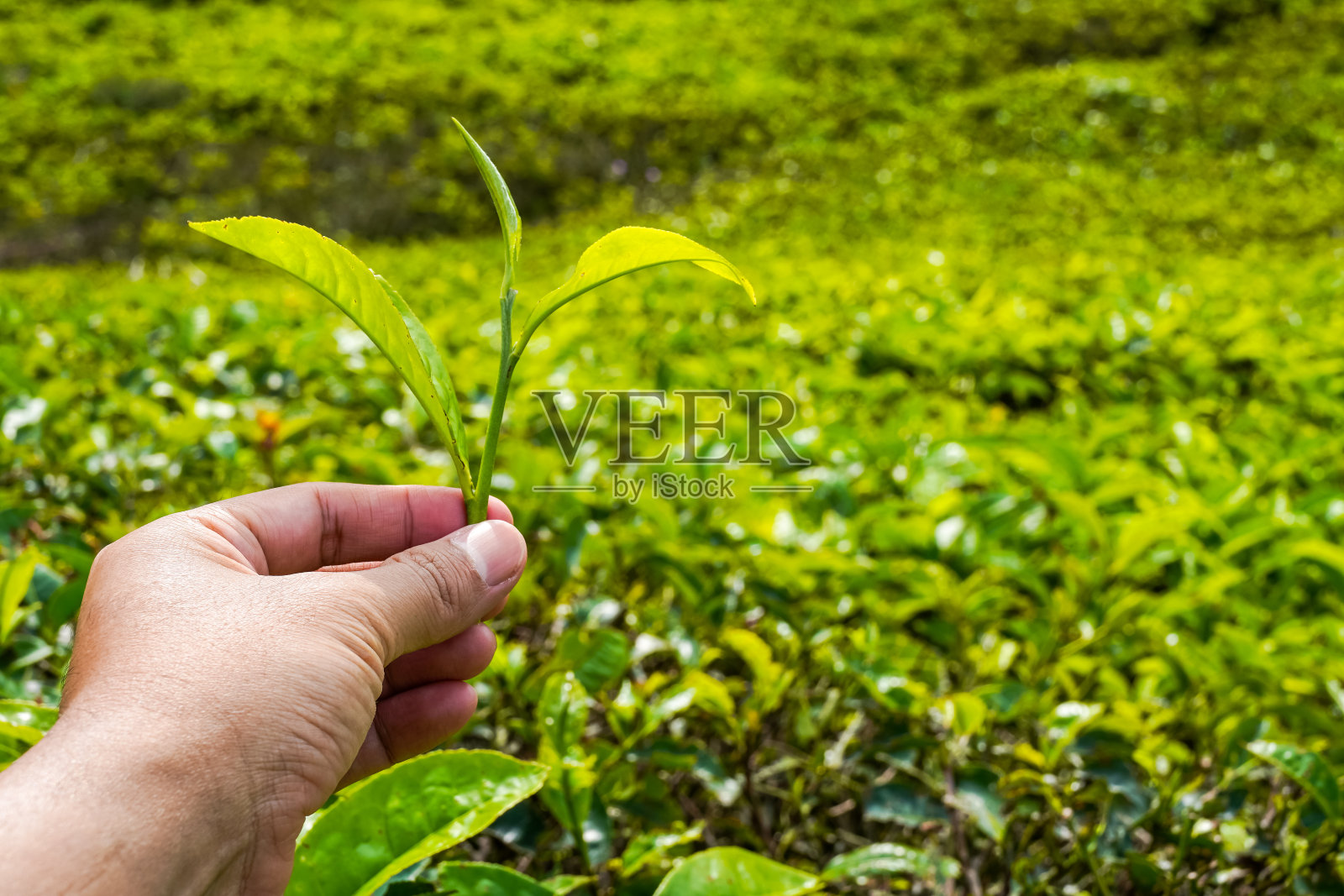 成熟绿茶的采收选择,茶园的健康有机种植照片摄影图片