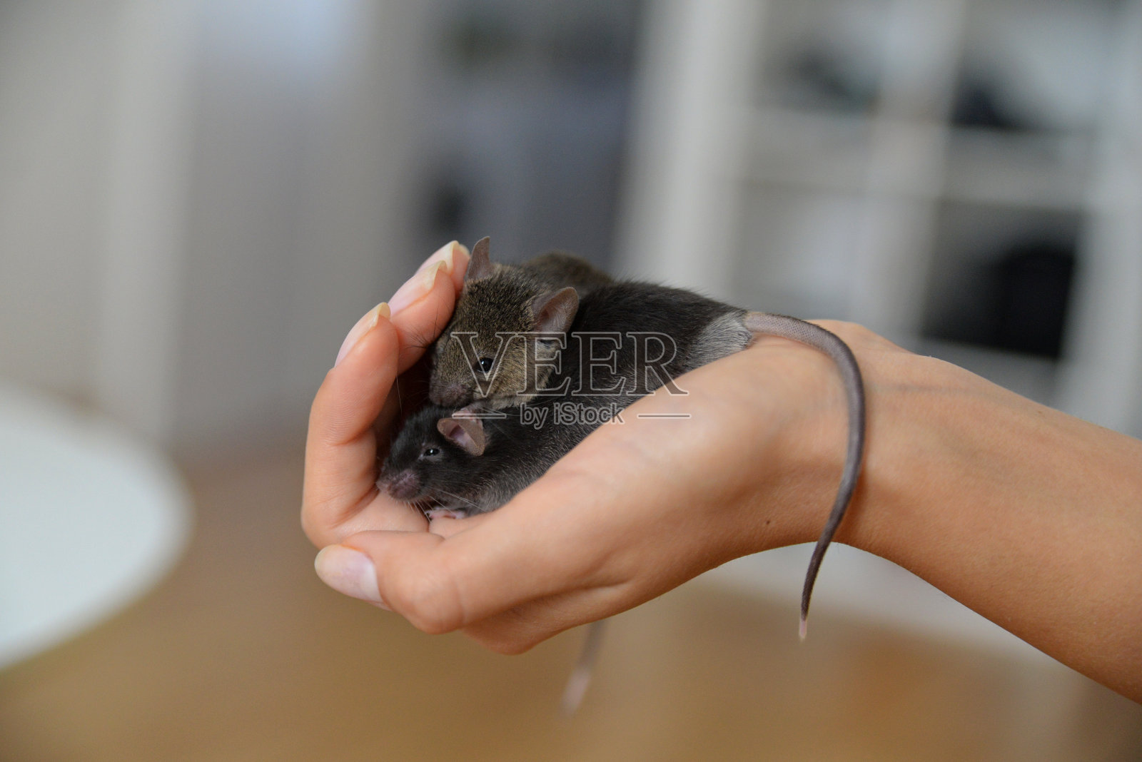 两只老鼠在一只手里照片摄影图片