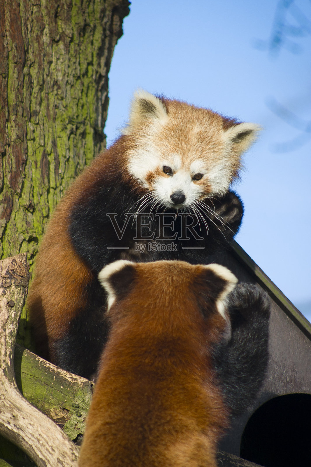 一对小熊猫或小熊猫(小熊猫)在树上照片摄影图片