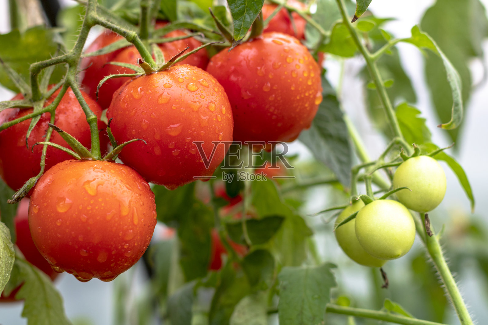 新鲜成熟的红番茄植物生长在有机温室花园准备收获照片摄影图片