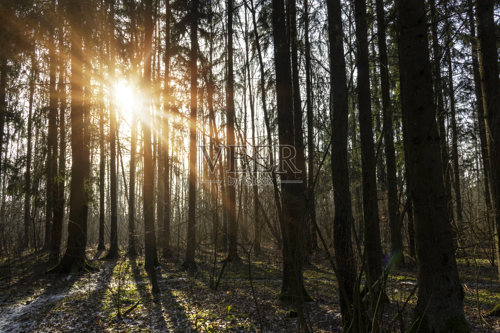 雄伟的景观与早晨的阳光,秋天,冬天树木在黑暗的公园森林小巷。照片摄影图片